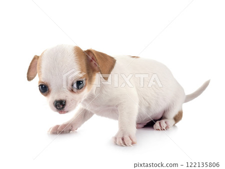 puppy chihuahua in studio 122135806