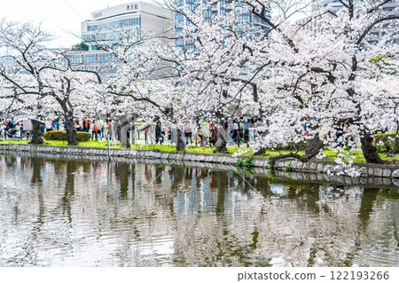 [Tokyo] Cherry blossoms in full bloom at Shinobazu Pond in Ueno Park 122193266