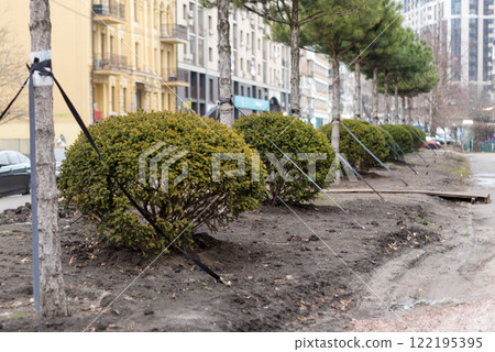 View of a city street featuring a row of neatly trimmed shrubs and young trees supported by stakes, illustrating urban landscaping and greenery maintenance for enhancing public spaces. 122195395