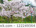 Okayama: Cherry blossoms in full bloom at Miyama Park 122249364