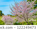 Cherry blossoms blooming at Osaka Flower Expo Memorial Park 122249473