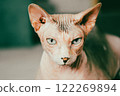 Serious muzzle of a bald hairless beautiful cat with blue eyes close-up. Canadian sphinx. Wrinkled sad feline pet. Expressive face of domestic animal. 122269894