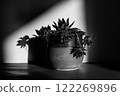 Succulent plant is growing in clay pot in homy interior Black and white floral photography. Cactus plant indoors in a spot of light. Spectrum of light 122269896