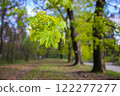 Deciduous tree alley with fresh young foliage in a spring park. A branch of a maple tree with new leaves. Revival of nature. Springtime forest, woods. 122277277