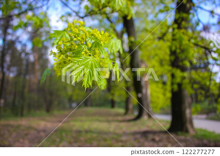 Deciduous tree alley with fresh young foliage in a spring park. A branch of a maple tree with new leaves. Revival of nature. Springtime forest, woods. 122277277