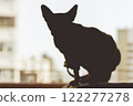 A hairless Sphynx cat silhouette against window. Pet at home. Portrait of a cat in a home interior. Sphinx kitty Domestic animal indoors on a sill. 122277278