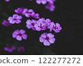 Lilac violet phlox flowers on dark background top view Flowers in bloom in a springtime garden. Floral wallpaper background. Selective focus on nature 122277272