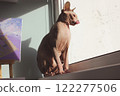 Beautiful pedigreed bald Canadian Sphynx cat sitting on window sill looking out the window, licking. Domestic pet indoors in daytime. Sphinx feline. 122277506