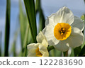 White daffodil flowers 122283690