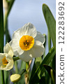 White daffodil flowers 122283692