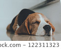 Cute puppy dog beagle portrait sleepy on the floor  at home. Adorable pet concept 122311323