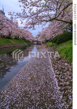 (Toyama Viewpoint) Toyama Castle, Cherry blossoms along the Matsukawa River, April 122385312