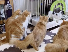 猫の一家に子犬がやってきた！　初めてのご対面、猫たちの反応がおもしろすぎ♪