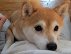 私を見て！ご主人様に構ってほしくて抱きついてくる柴犬が超かわいい