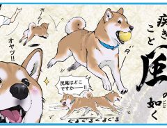 とくと見よ、これが柴犬の『風林火山』だ！　「あるある」「的を射ている…！」