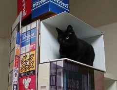 「脳が混乱する」　新宿の巨大猫　大型ビジョンからリアルに再現した結果？