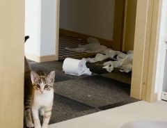 部屋を散らかした子猫が？　注意するはずの飼い主も「面白すぎてありがとう」