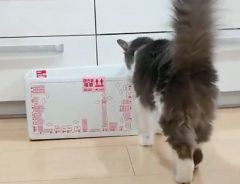 箱に入った猫が、名前を呼ばれると？　反応に「一生見ていたい」「天使か？」