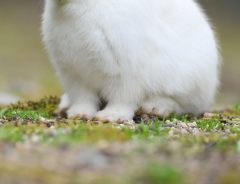 「ウサギってこんな顔するんだ…」　写真家がとらえた１枚が「幸せそう」