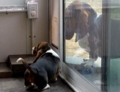 犬用のドアを全然くぐれない子犬　見かねてやってきたのは？　「ウルっときた」「賢い」