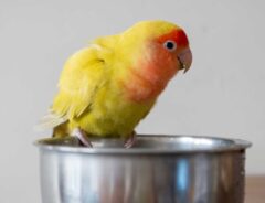 インコと暮らすとこんなに楽しい！　飼い主がコーヒーを飲もうとすると…？