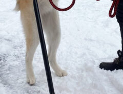 秋田犬の写真