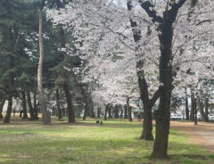 きれいな桜と思いきや…？　写り込む姿に爆笑！「ウケました」「最高です」