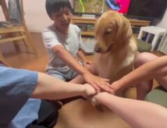 犬と子供の画像