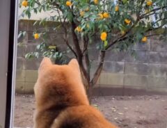 shibainutonさんの投稿動画