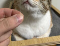 猫の写真