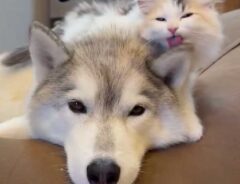 犬と猫の写真