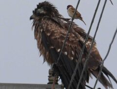 野鳥の写真