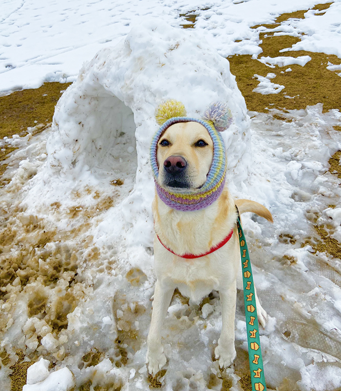 雪遊びをするラブラドールレトリバーの写真