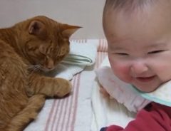 「眠いけど…遊ぶニャ～」猫、赤ちゃんをかまってあげずにいられない♪