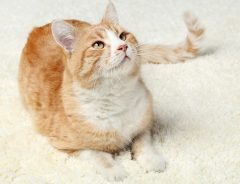 『スパゲッティ』という名前の猫　自分の名前を呼ばれると？「この猫が欲しい！」