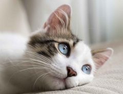 子猫がケンカを売りまくる相手は、まさかの柴犬　全く動じない姿に賞賛の声続出