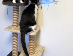 猫たちが爪とぎをしすぎた結果、壁に…？　見つめる先にあったものとは