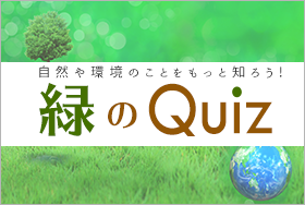 緑のQuiz