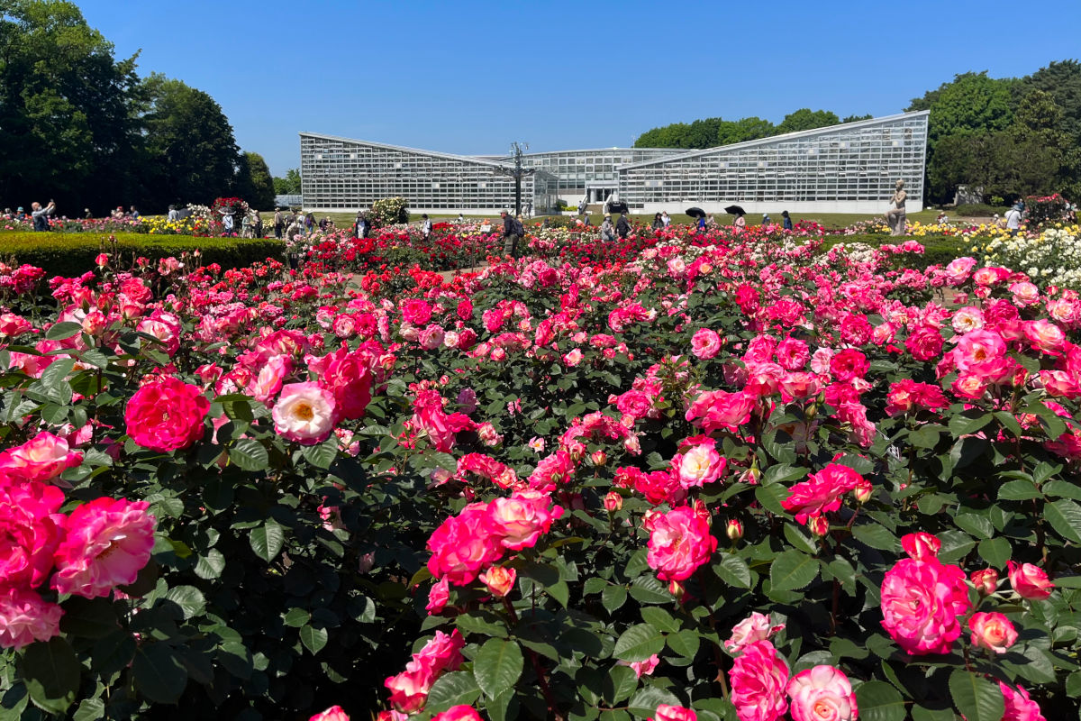 神代植物公園ばら園