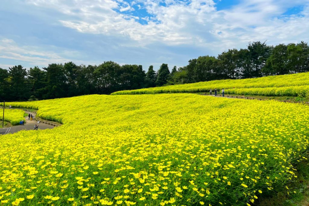 季節ごとの花畑が映える！国営昭和記念公園