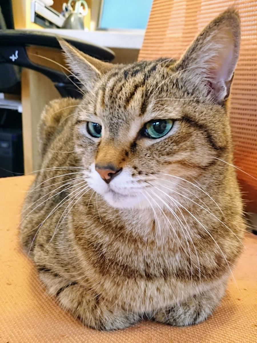 [写真]香箱組んで、まぁまぁキリっとした顔