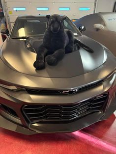 a stuffed animal is sitting on the hood of a sports car in a showroom