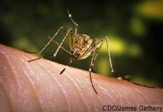 a mosquito sitting on top of a person's arm with the caption, ultime notizie da web