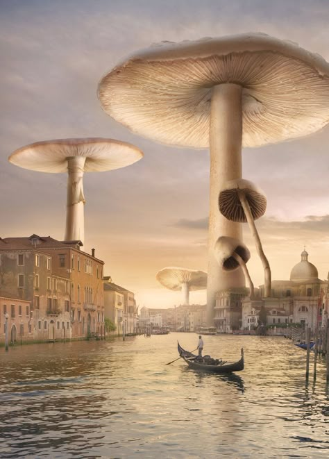 Art Bizarre, Not Musik, Surreal Artwork, Magic Realism, Mushroom Art, 판타지 아트, Salvador Dali, Surreal Art, 그림 그리기