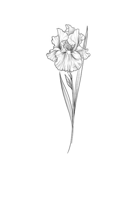 Iris tattoo sketch by @cathy.artwork Iris Floral Tattoo, Violet Iris Flower Tattoo, Iris Flash Tattoo, Black And Grey Iris Tattoo, Iris Outline Tattoo, Tennessee Flower Tattoo, Flower Tattoos Iris, Butterfly And Iris Tattoo, Irises Flowers Tattoo