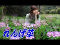 れんげ草:ビリー・バンバン