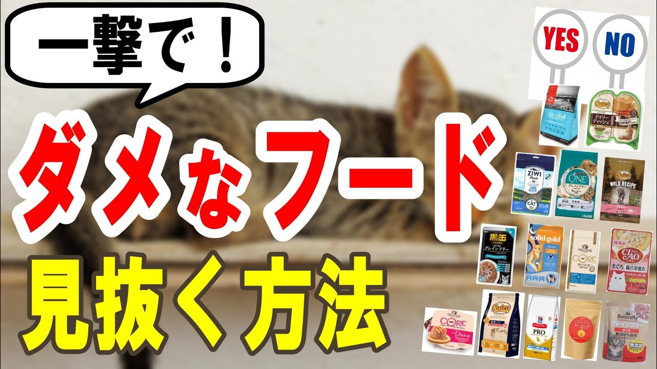 YouTubeチャンネル『くぅのキャットフード研究室』の動画サムネイル