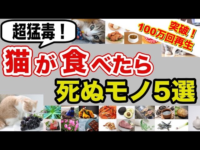 YouTubeチャンネル『くぅのキャットフード研究室』の動画サムネイル