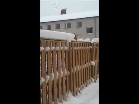 Squirrel plows snow