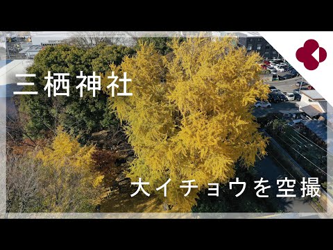 京都・伏見　三栖神社の大イチョウを空撮（2024年12月16日　京都市伏見区）